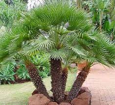 European Fan Palm, Chamaerops Humilis[[[  1.5-2.0m Multi Trunk Specimen  ]]]